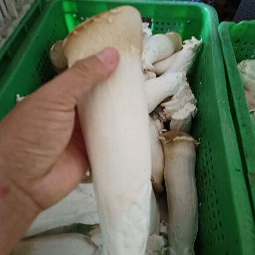 福鼎市菇