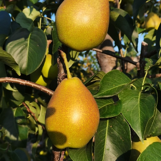 鲁山县红香酥
