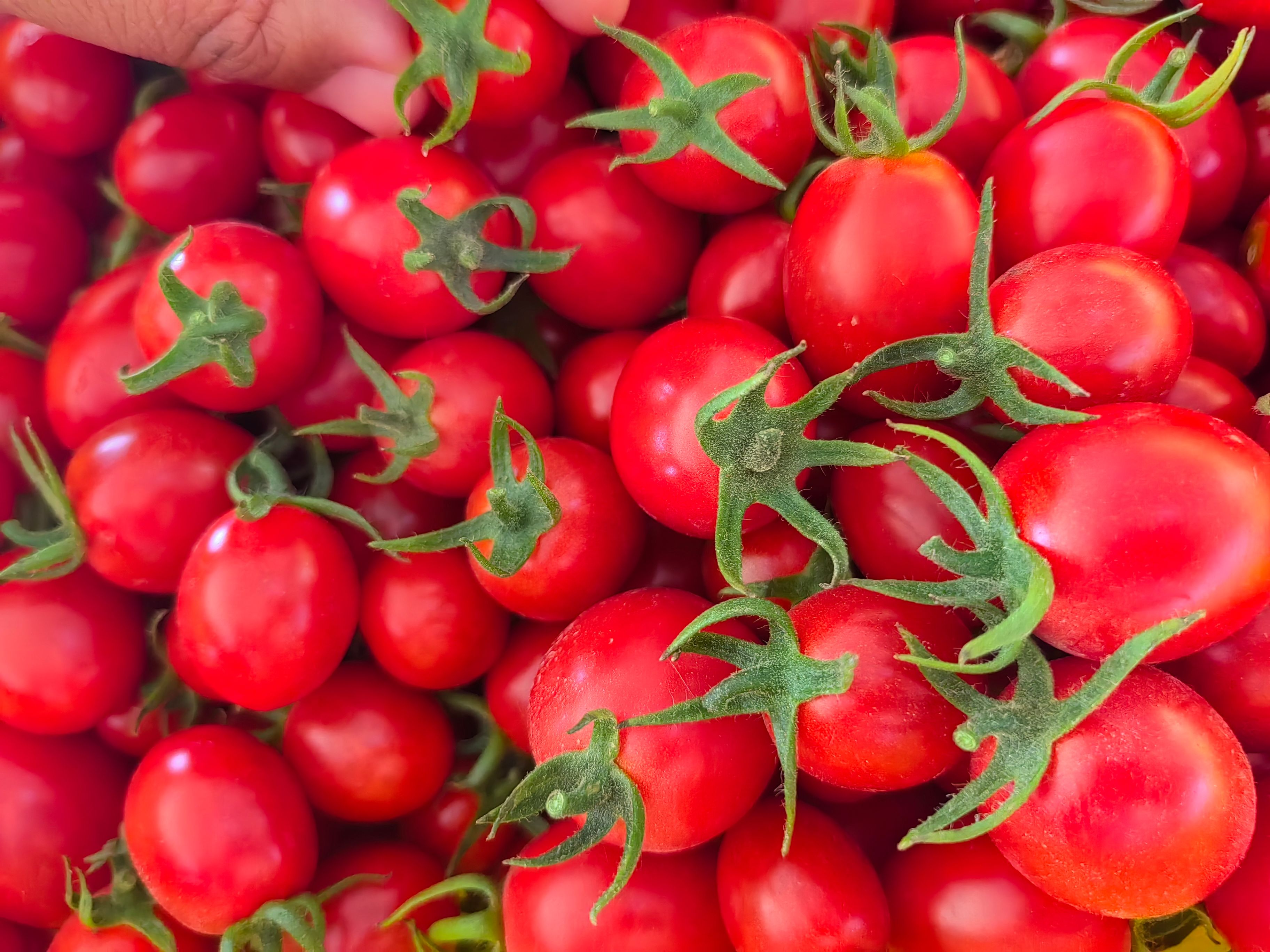 小番茄产地供货口感超甜