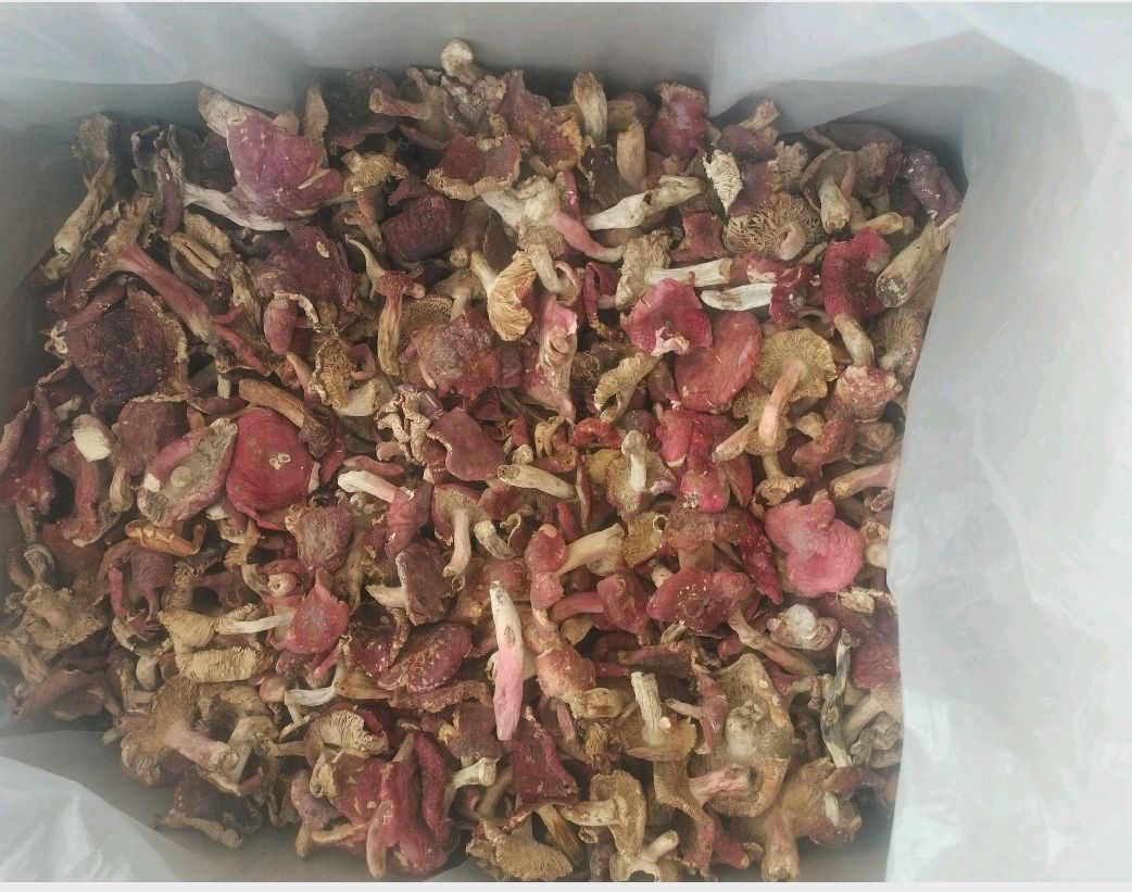 红菇（月子菇，红菇）红菇源产地批发属于源头货一首货源挑选货