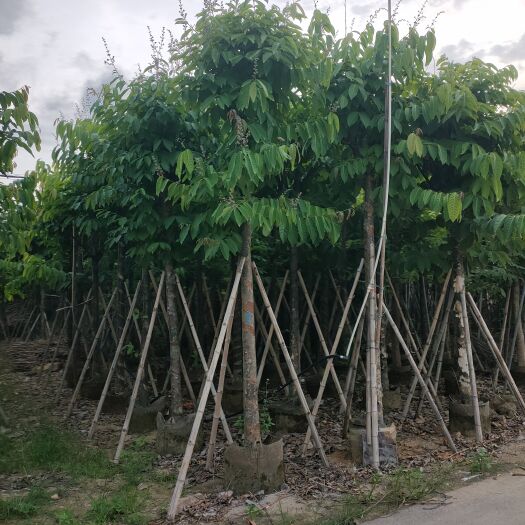 揭阳大叶紫薇10公分