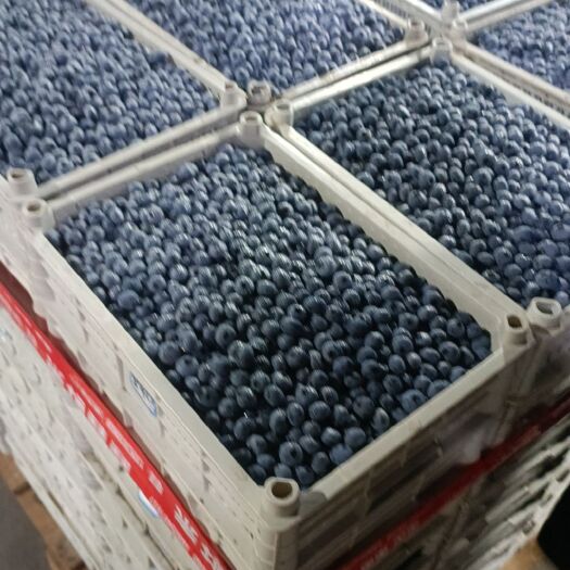 肥城市蓝莓