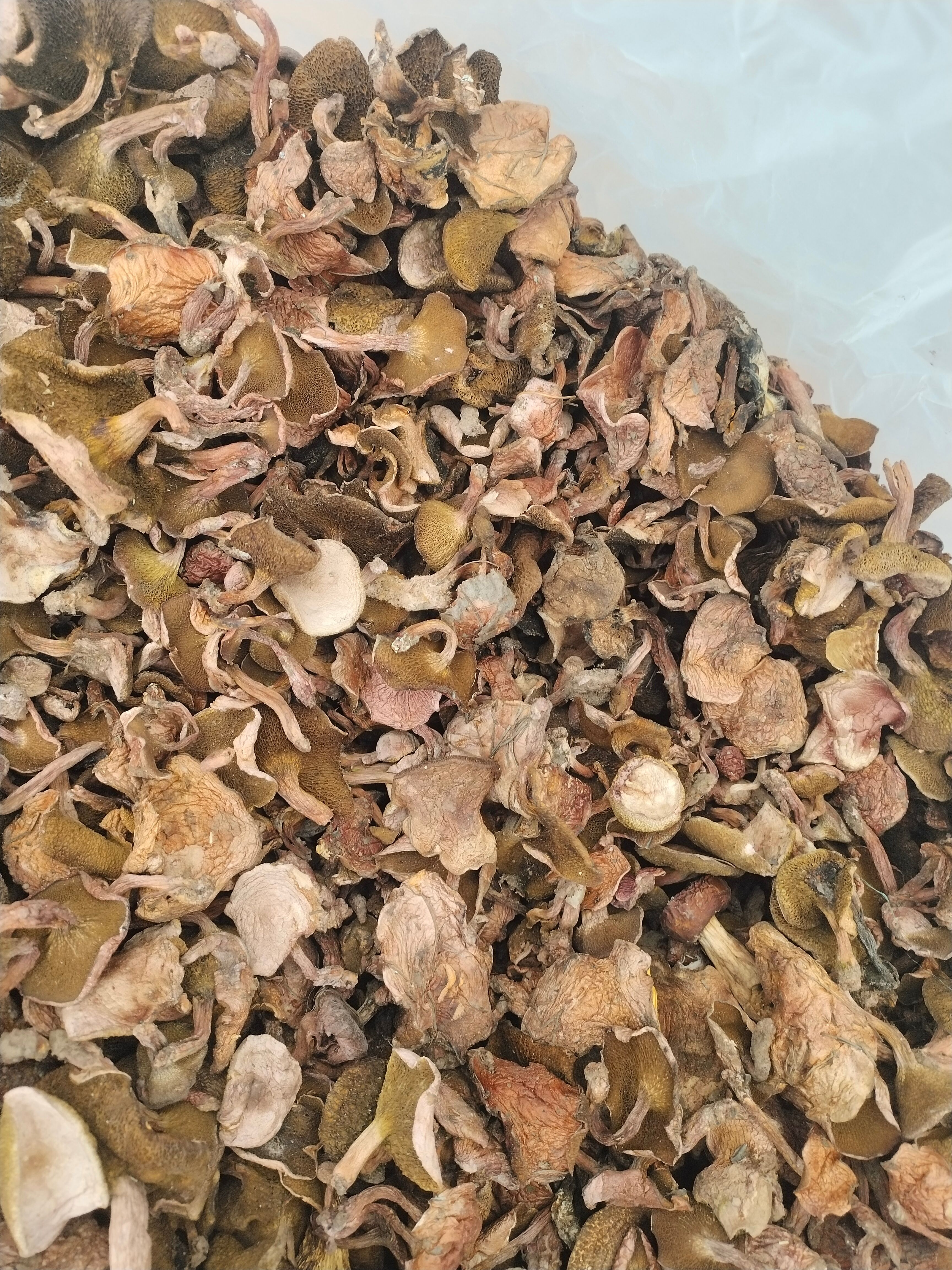 红乳牛肝菌，野生菌源产地批发一首货源，挑选货产地直发