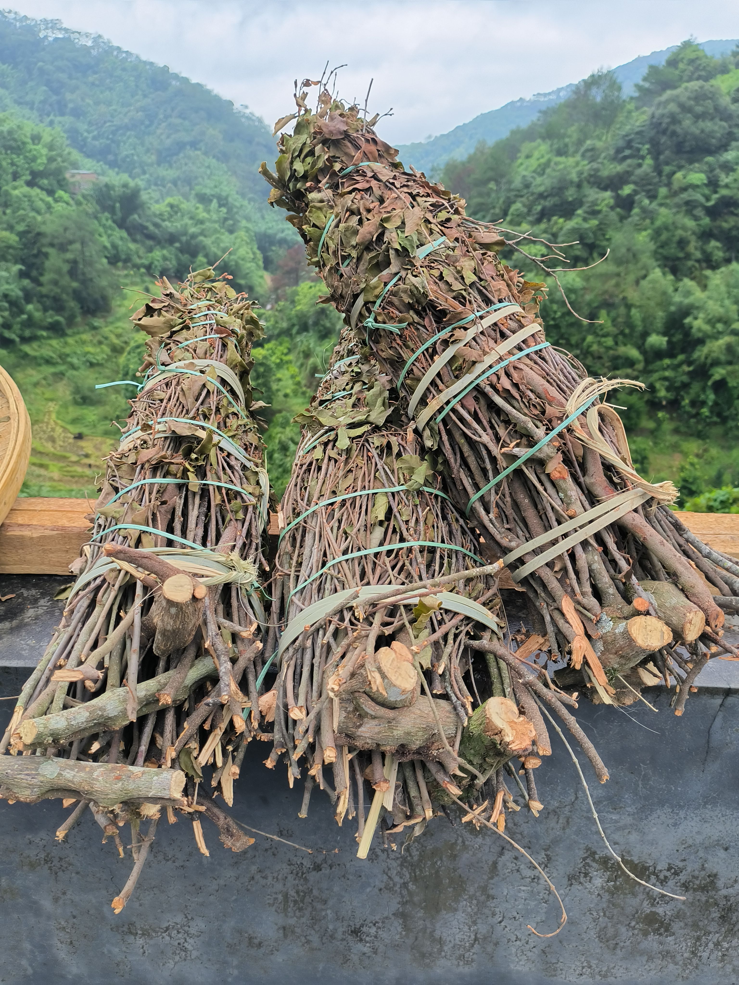 黄皮木寄生  黄皮寄生  寄生  黄皮寄生茶饼
