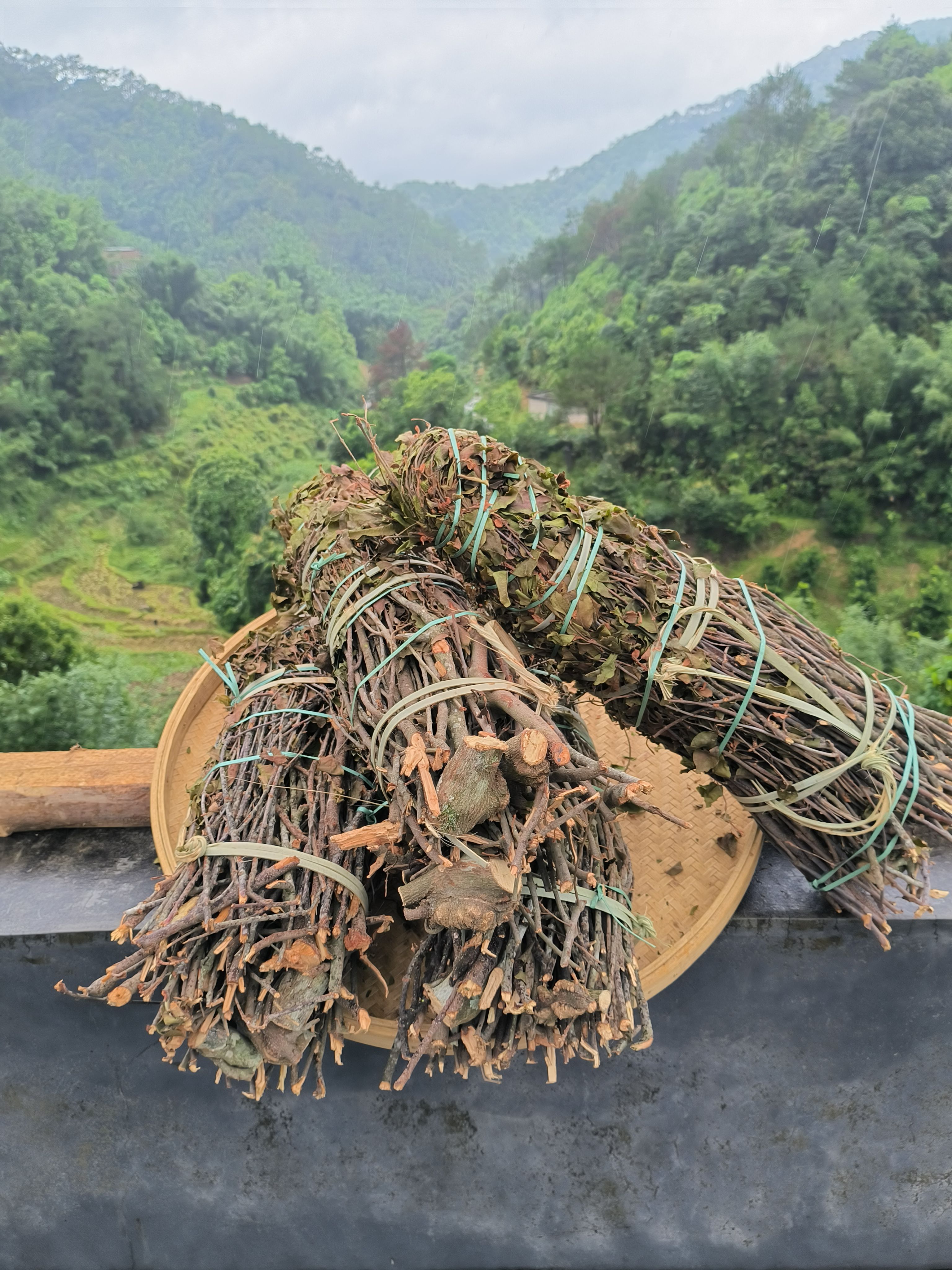 黄皮木寄生  黄皮寄生  寄生  黄皮寄生茶饼