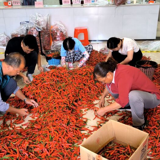 重庆市新鲜小米椒，色泽红艳，品相好。