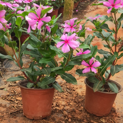 长春花