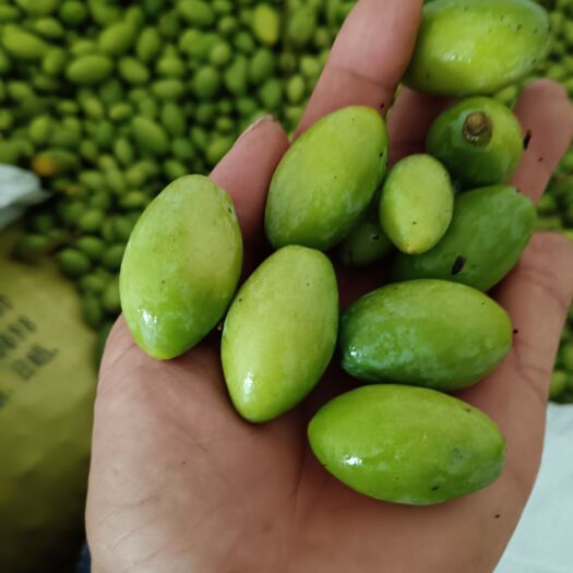 重庆市重庆橄榄之乡