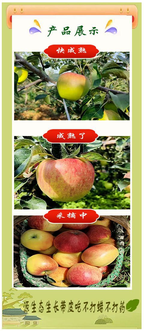 云南昭通红露丑苹果新鲜现摘现发包邮到家