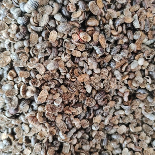 亳州鼠妇虫一手货源量大从优