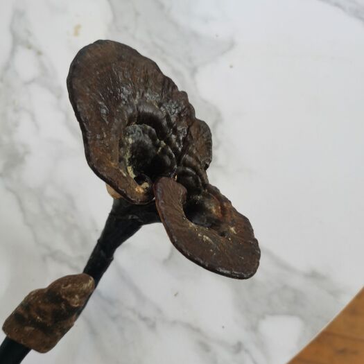 从江县灵芝，长脚灵芝。