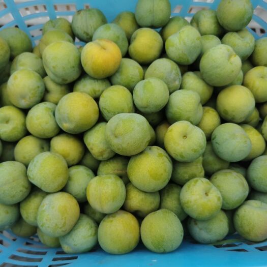 重庆市李子，青脆李，脆红李