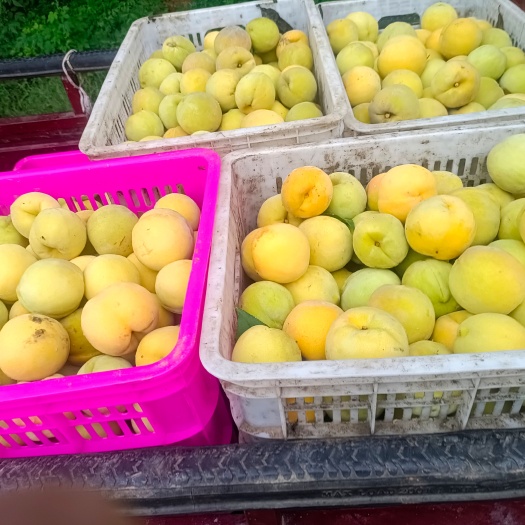 沂水县金皇后黄桃