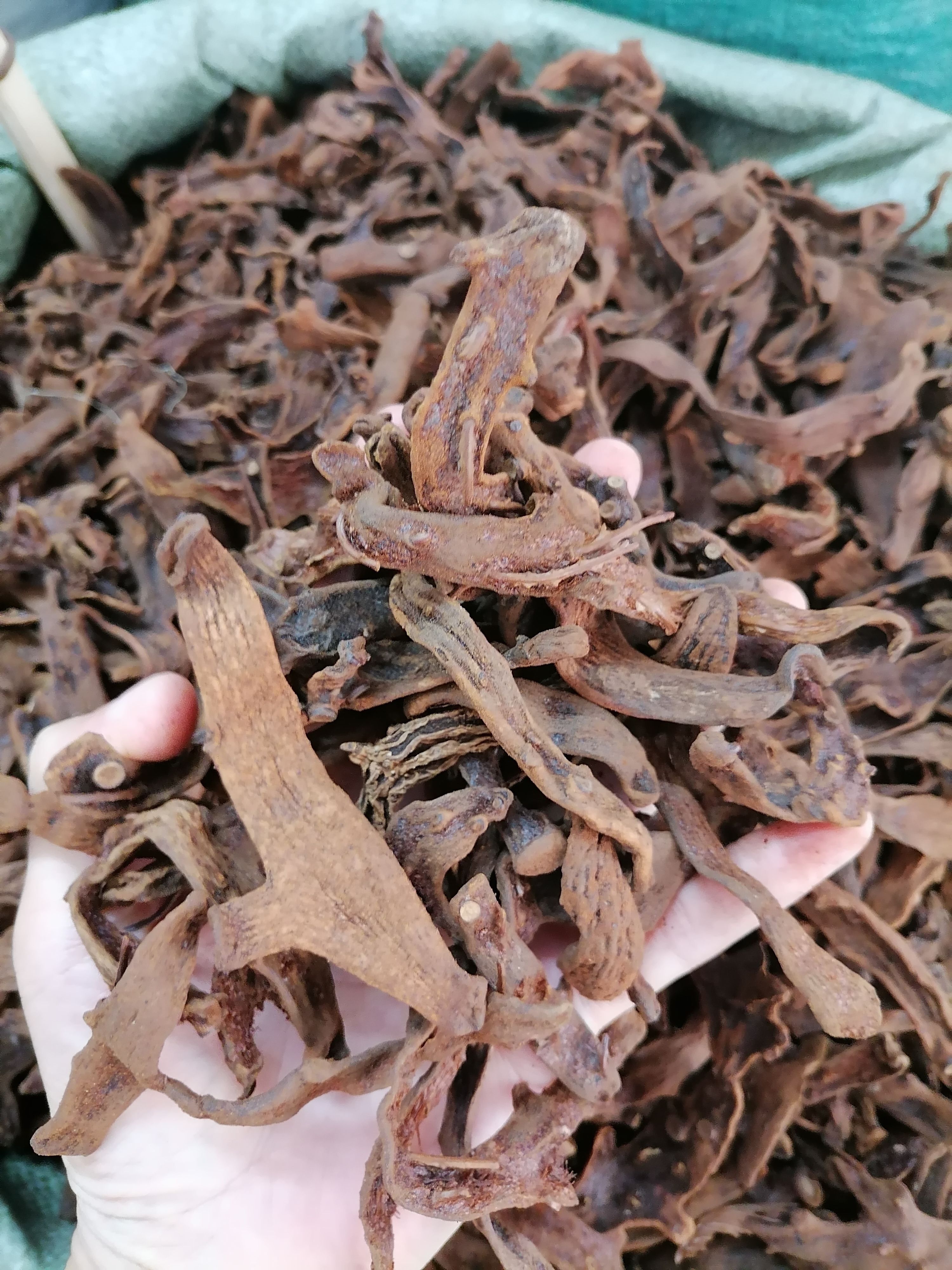 骨碎补 爬岩姜 含量够