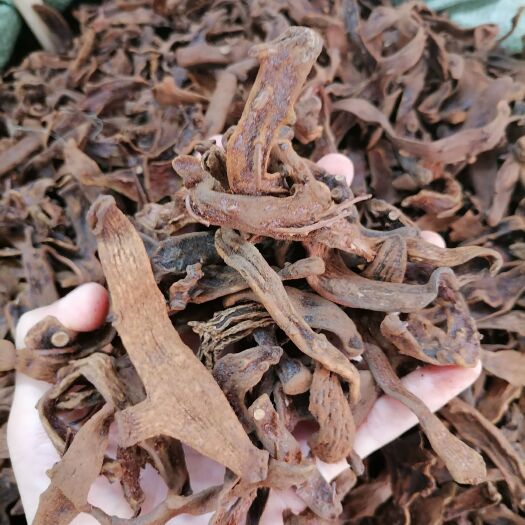 玉林骨碎补 爬岩姜 含量够