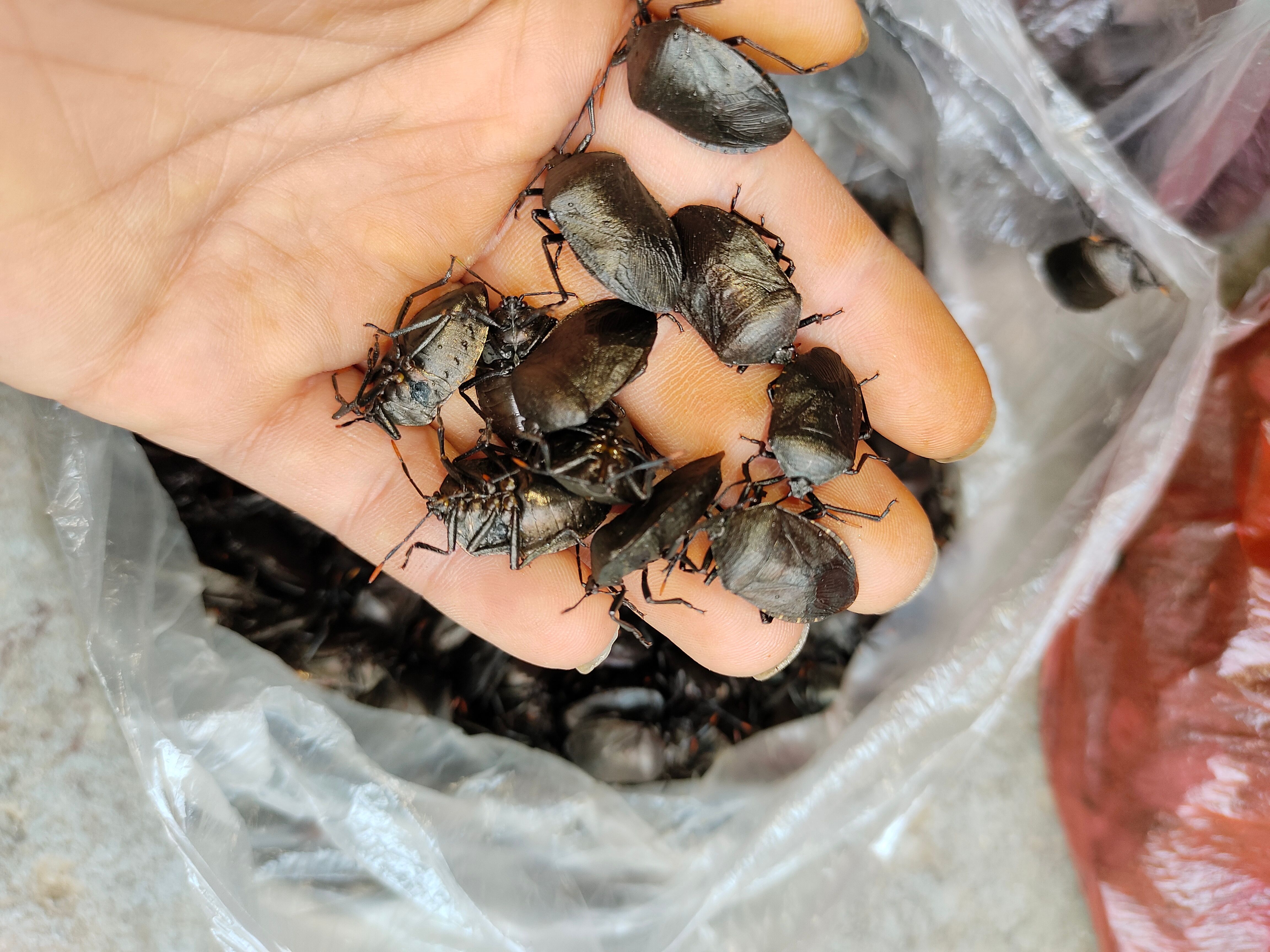 正品九香虫