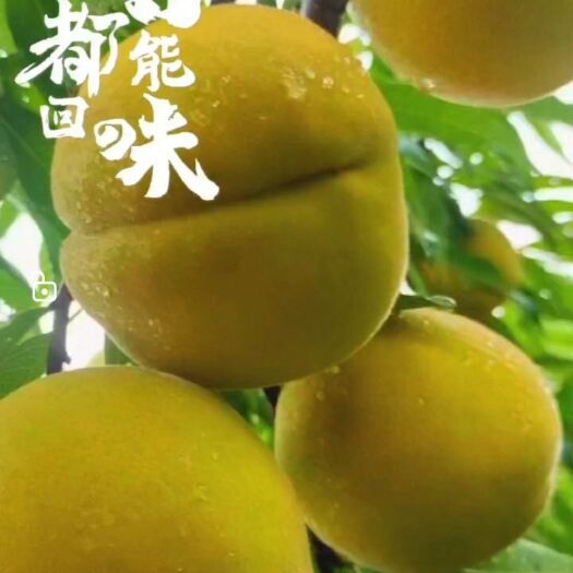 浦江县水果种植基地