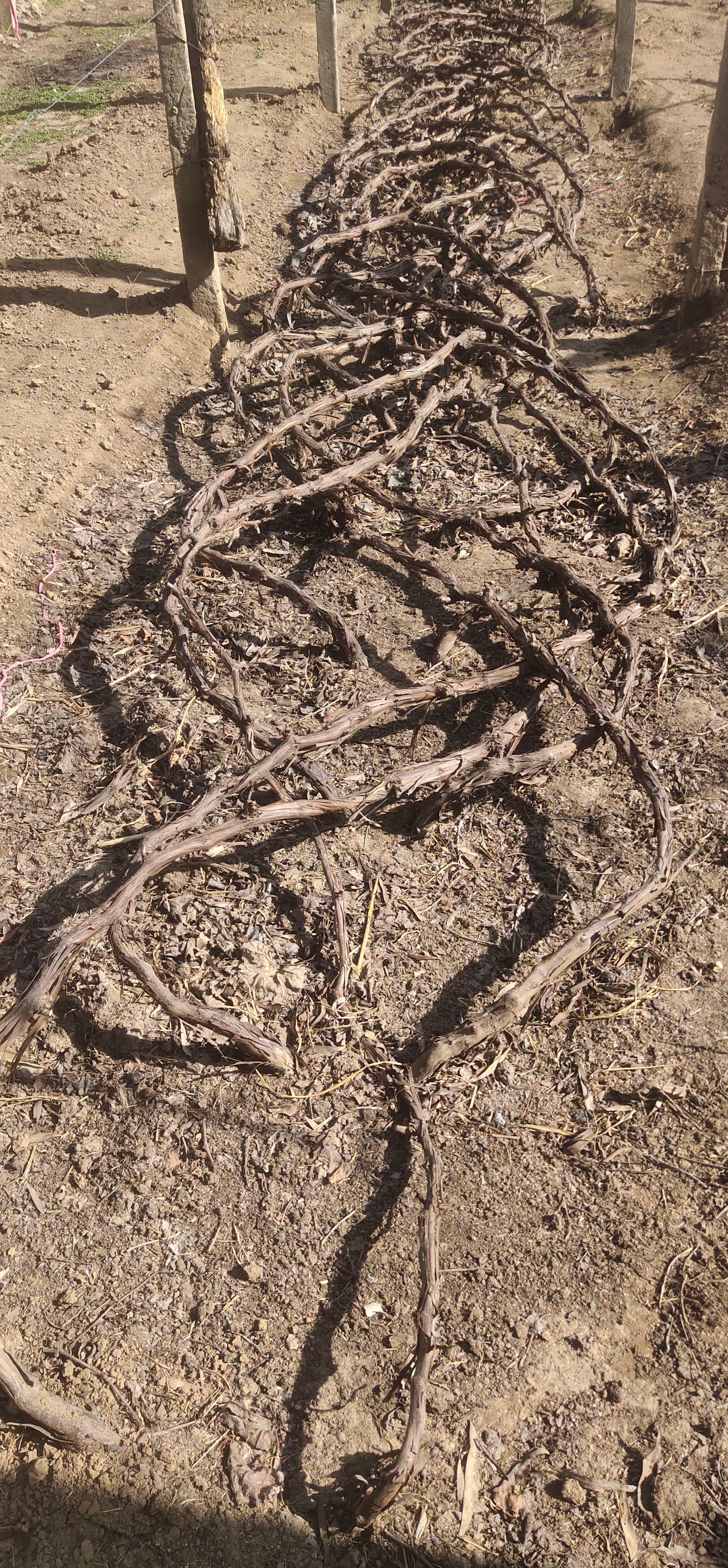 占地葡萄树1到10年