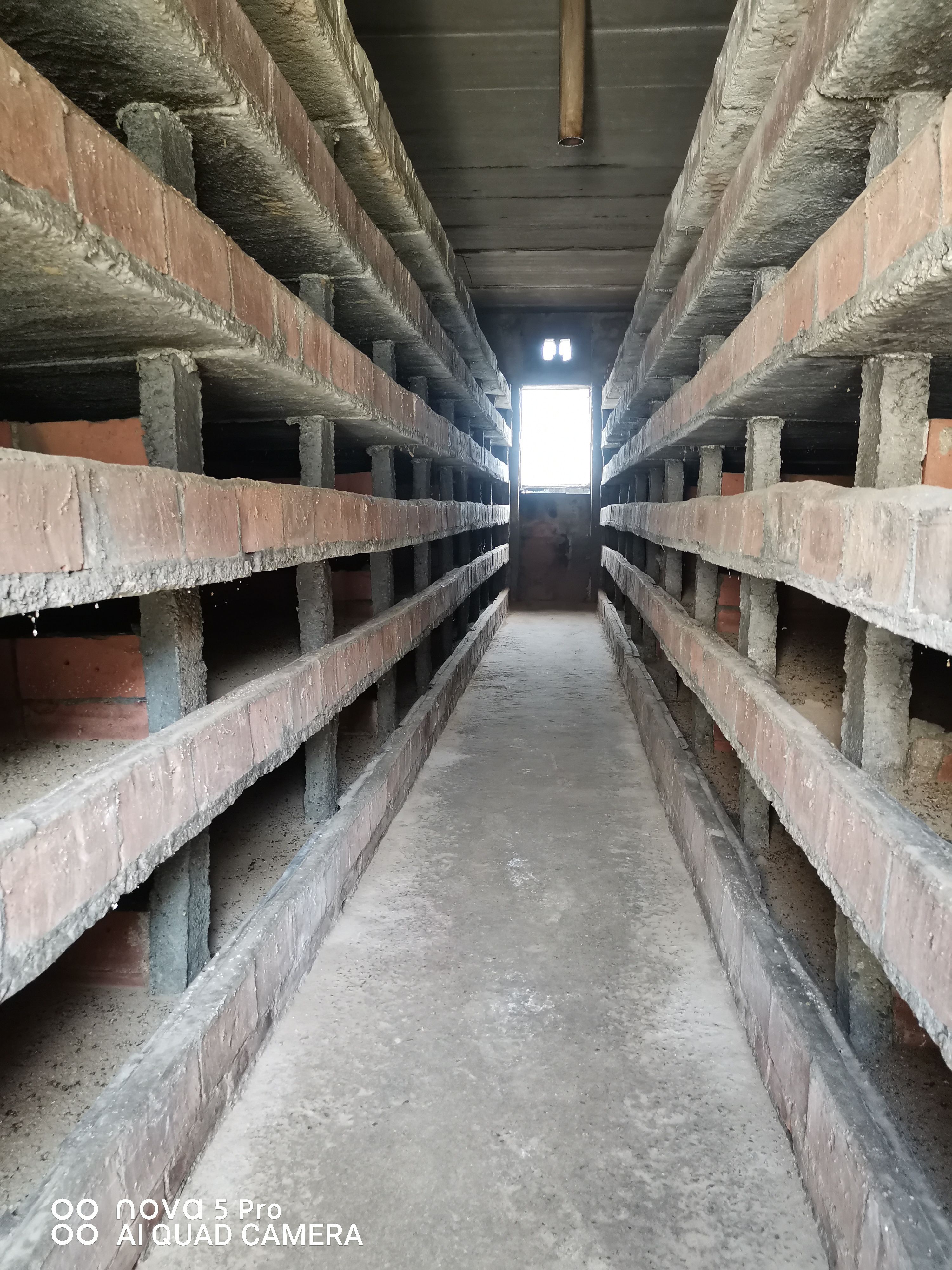 中华土元土元养殖技术土元卵幼虫土元种卵幼苗中华土鳖虫苗土元优