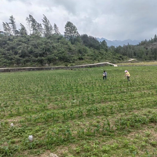 酉阳土地预售，转让