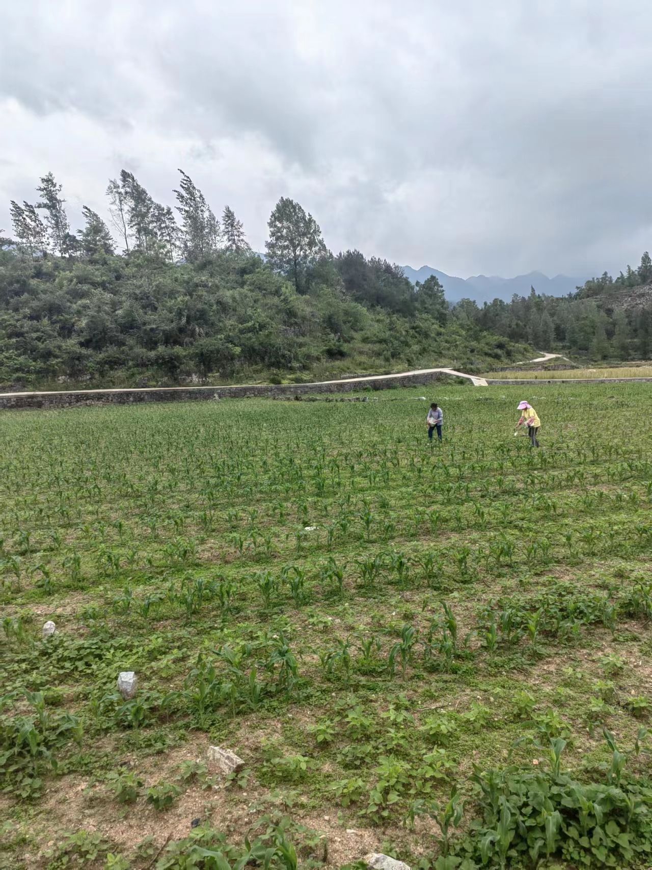 土地预售，租赁