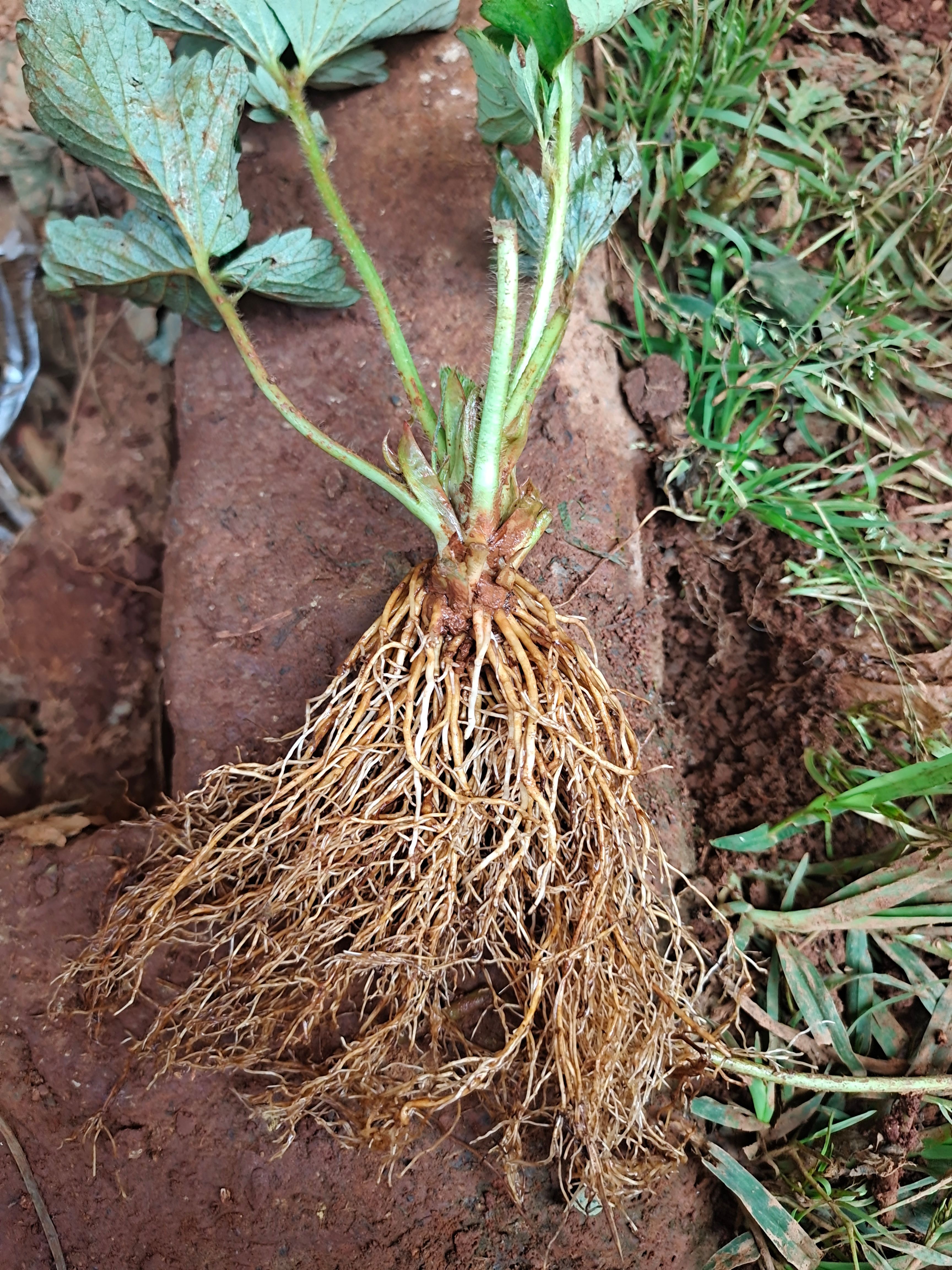 草莓苗白草莓 梦之莹