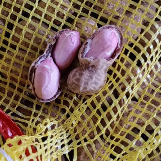 商丘河南鲁花鲜花生，鲜货上市……