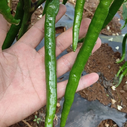 威宁县三号线椒