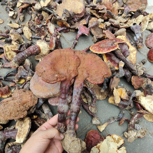 商南县灵芝，赤灵芝2023新货