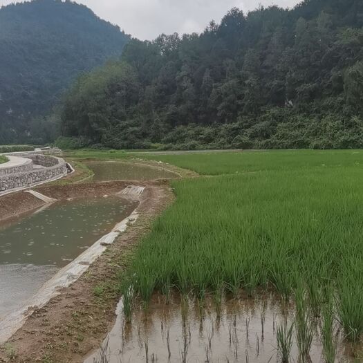 土地预售