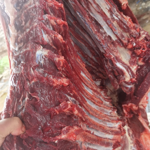 郑州鲜马肉