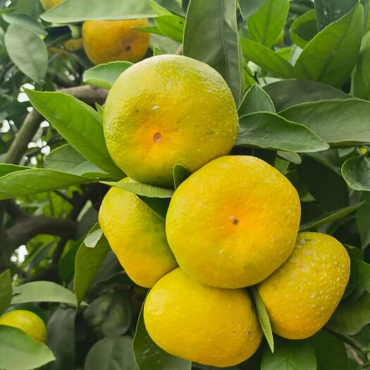 资阳蜜橘