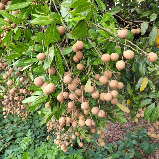 惠东县龙眼