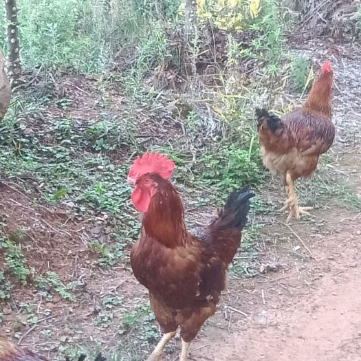 绵阳散养鸡