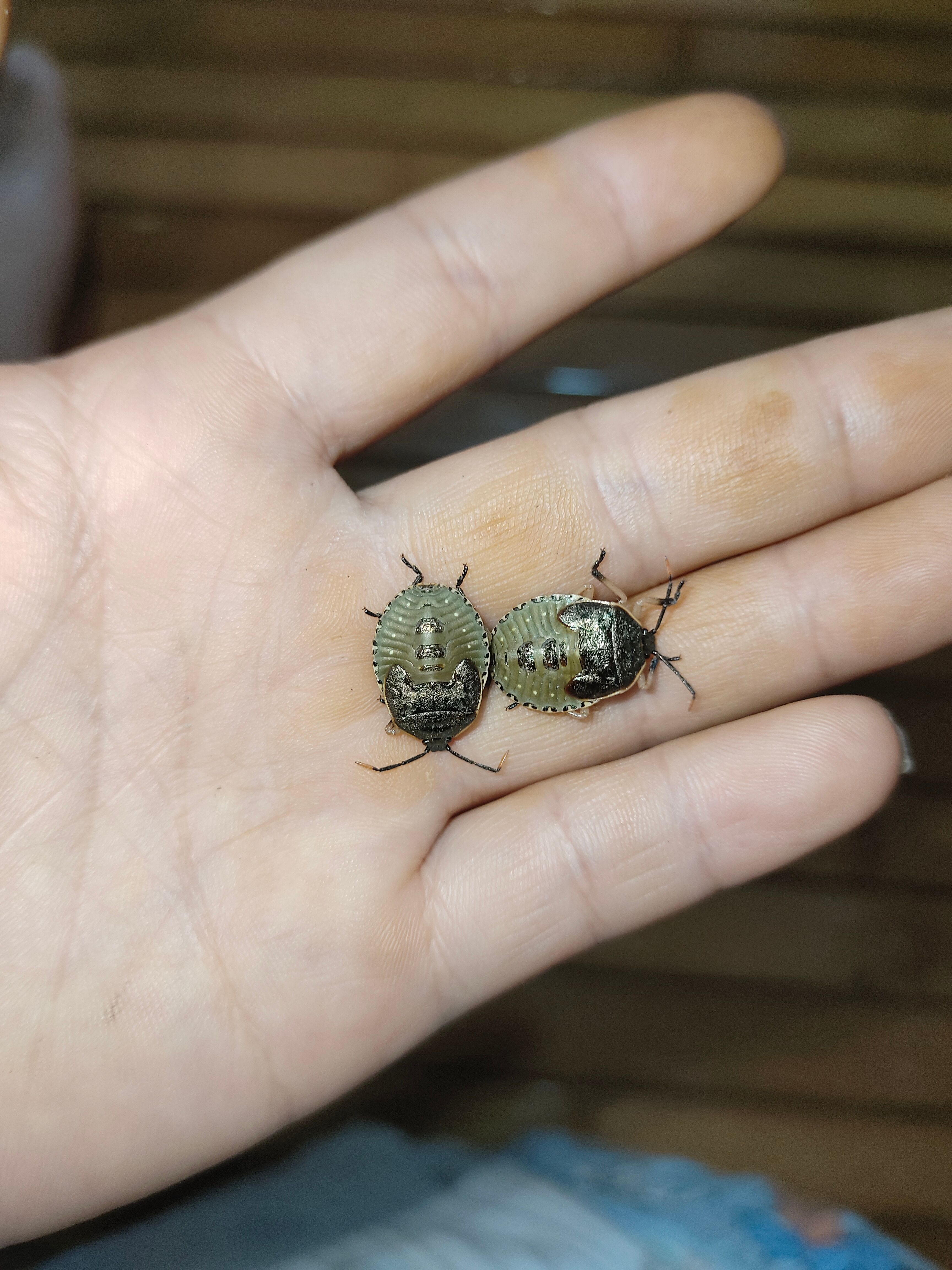 正品九香虫