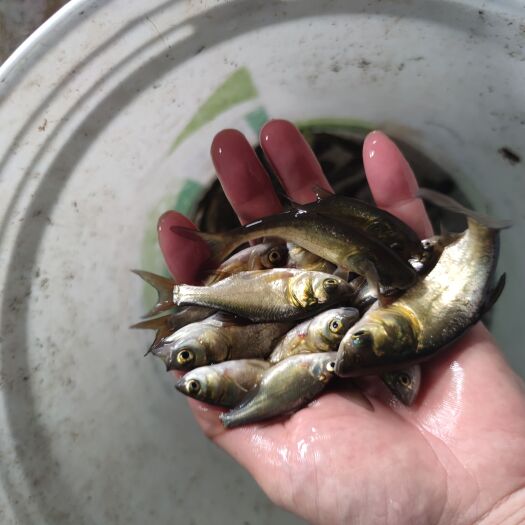 新沂市花鲢送货上门