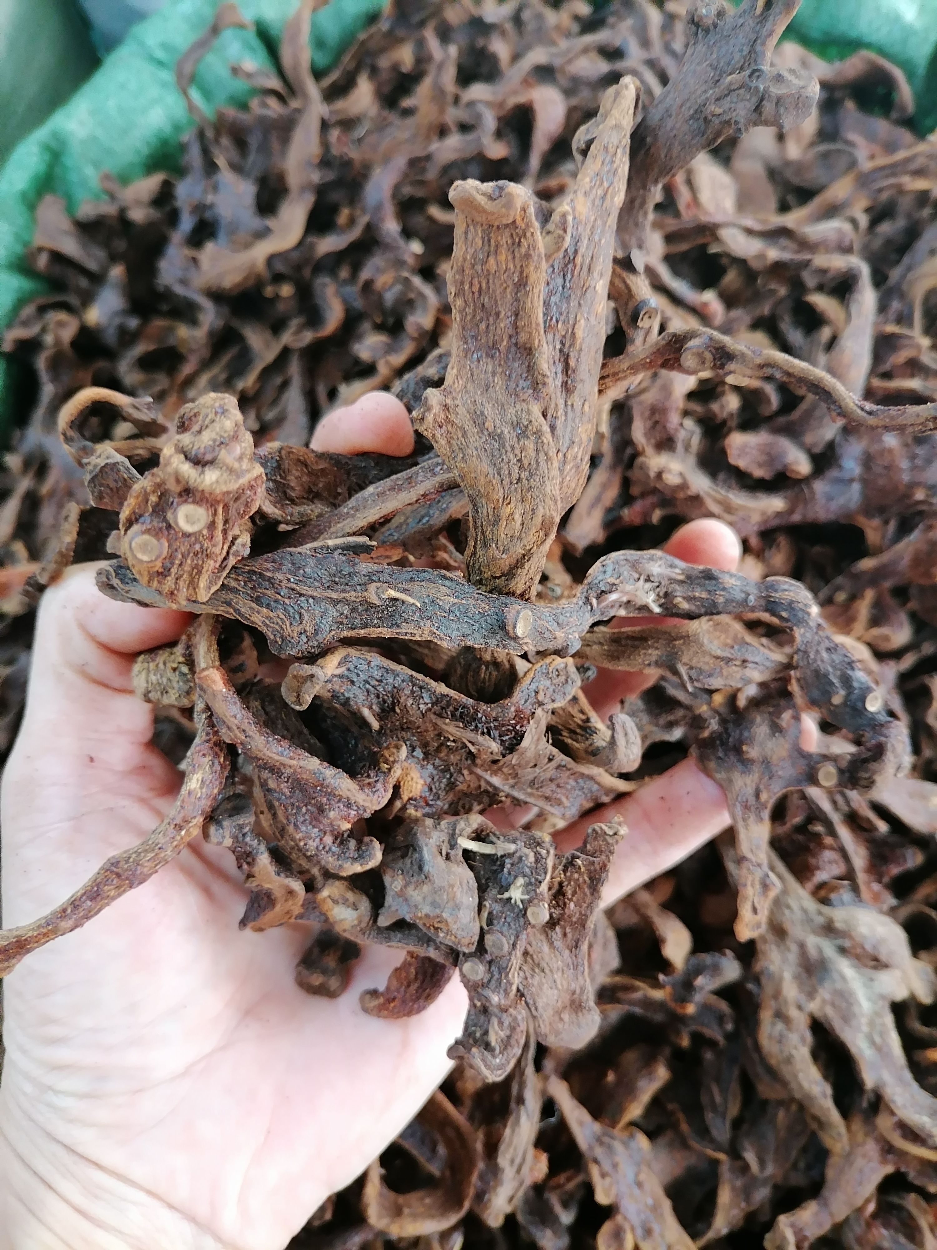 骨碎补 爬岩姜 含量够