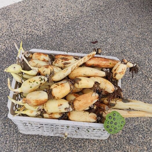 珠海藕
