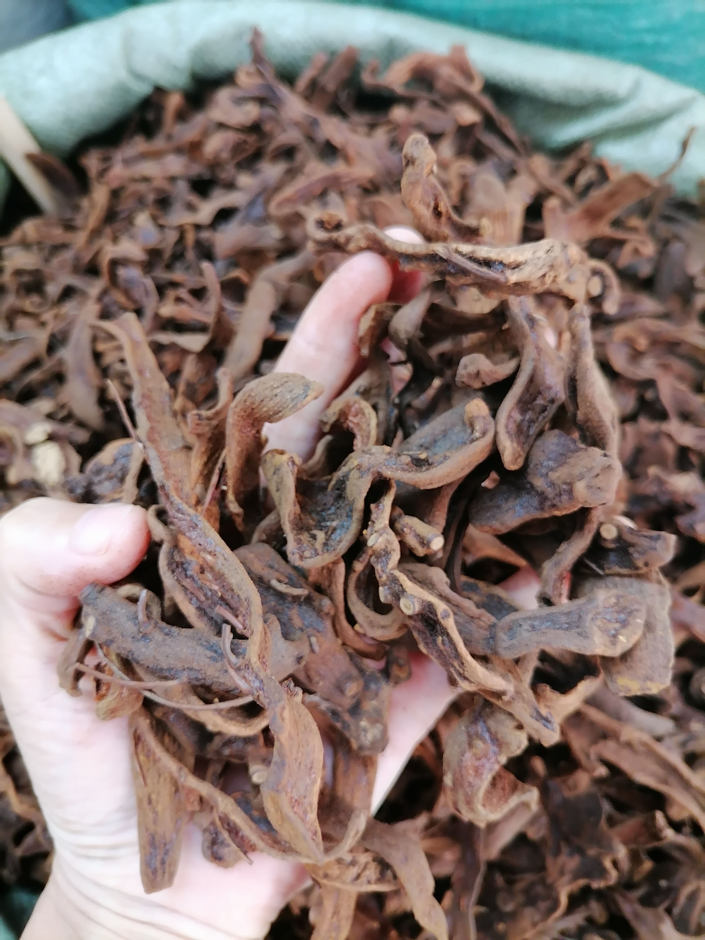 骨碎补 爬岩姜 含量够