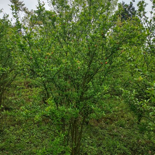 余庆县200厘米丛生花石榴（苗圃直供，价格实惠）