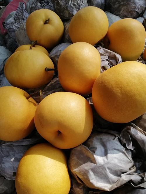 莱西市山东青岛莱西圆黄梨