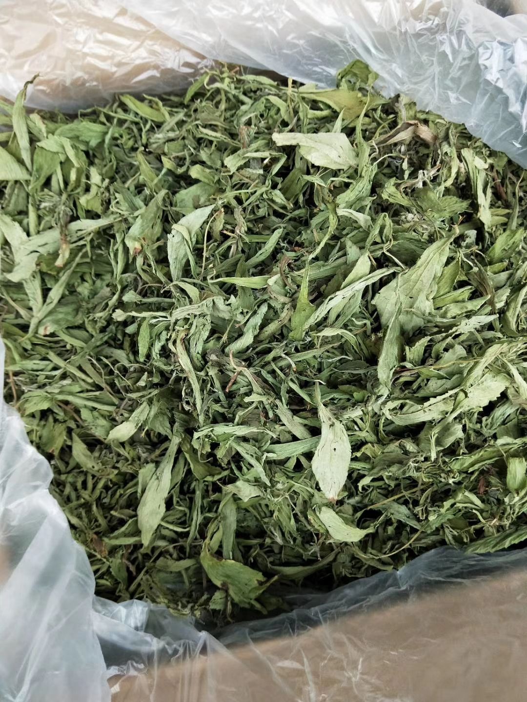 甜叶菊花茶 干净漂亮 纯正无硫 现货供应甜叶菊 大量供应