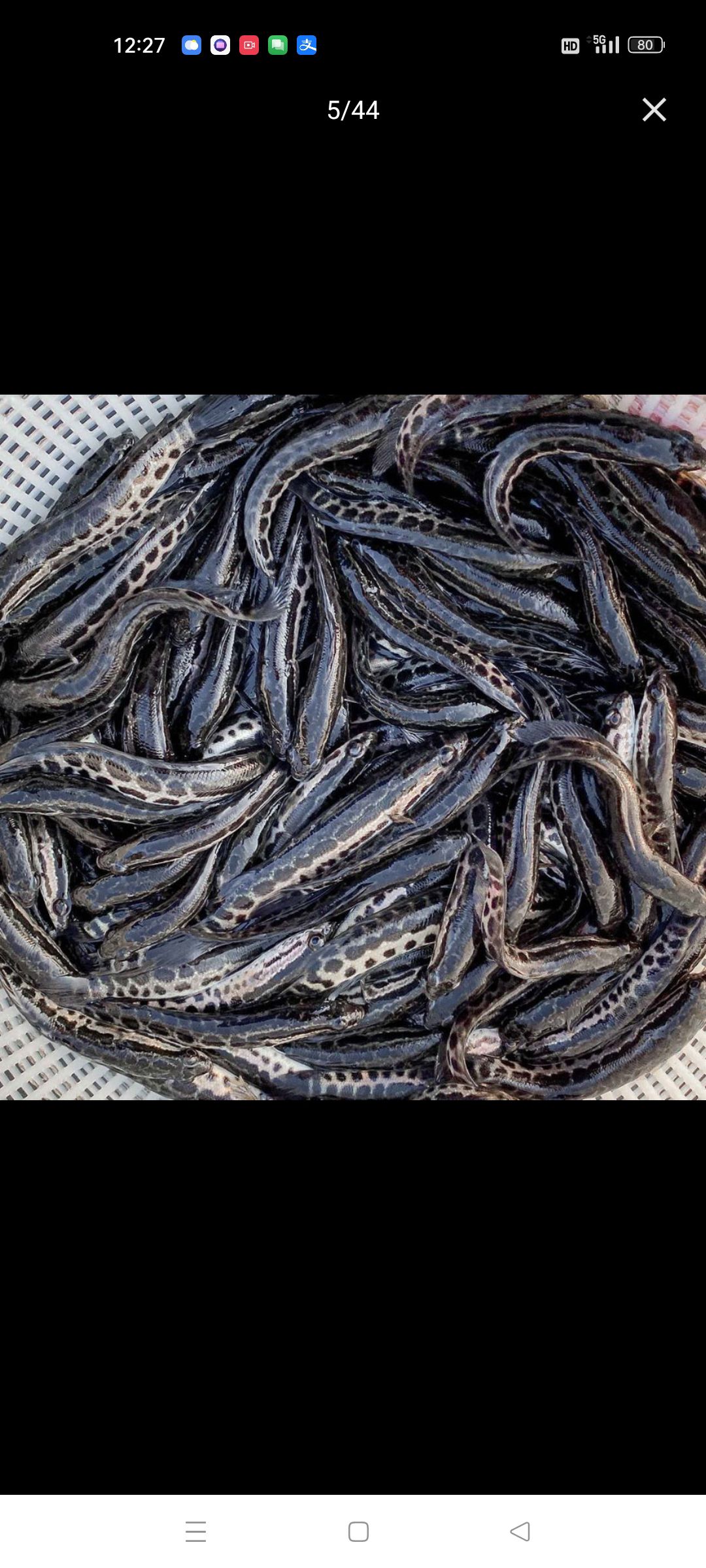 黑鱼苗，乌鱼苗，鱼苗