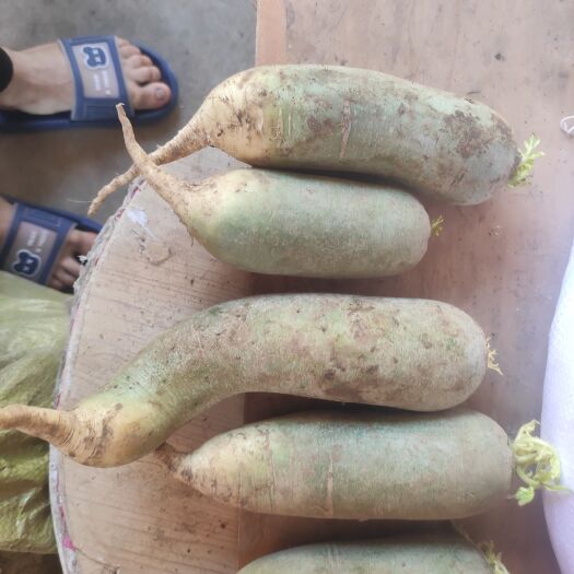 胶州市现有清库青萝卜30吨左右，大小不均匀便宜100一吨，不管装卸