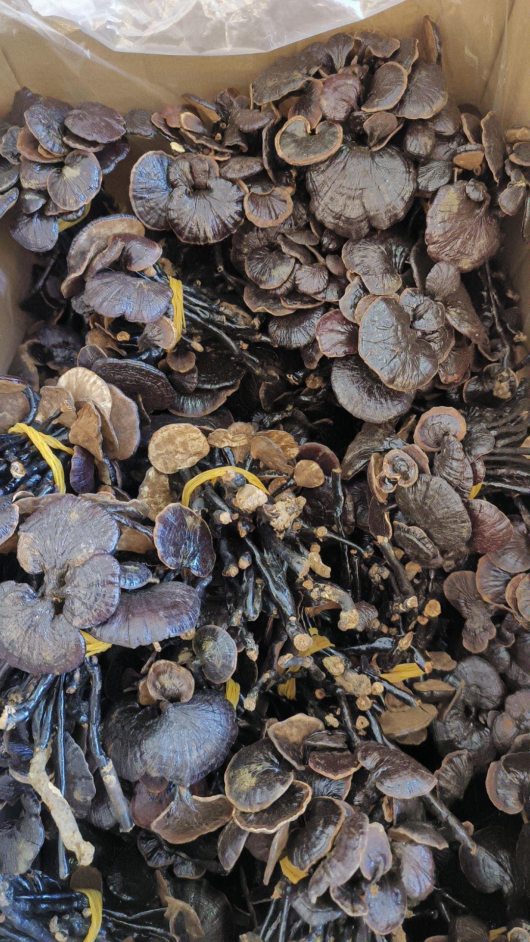 竹灵芝包邮扎梱竹灵芝干品新货产地直销量大从优一手货源