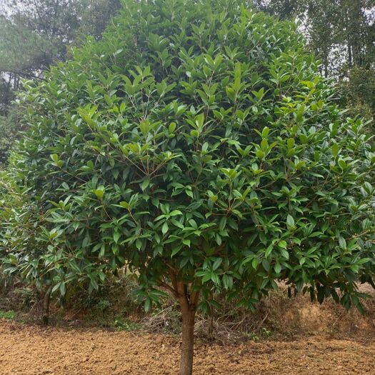 余庆县10公分桂花（苗圃直供，价格实惠）