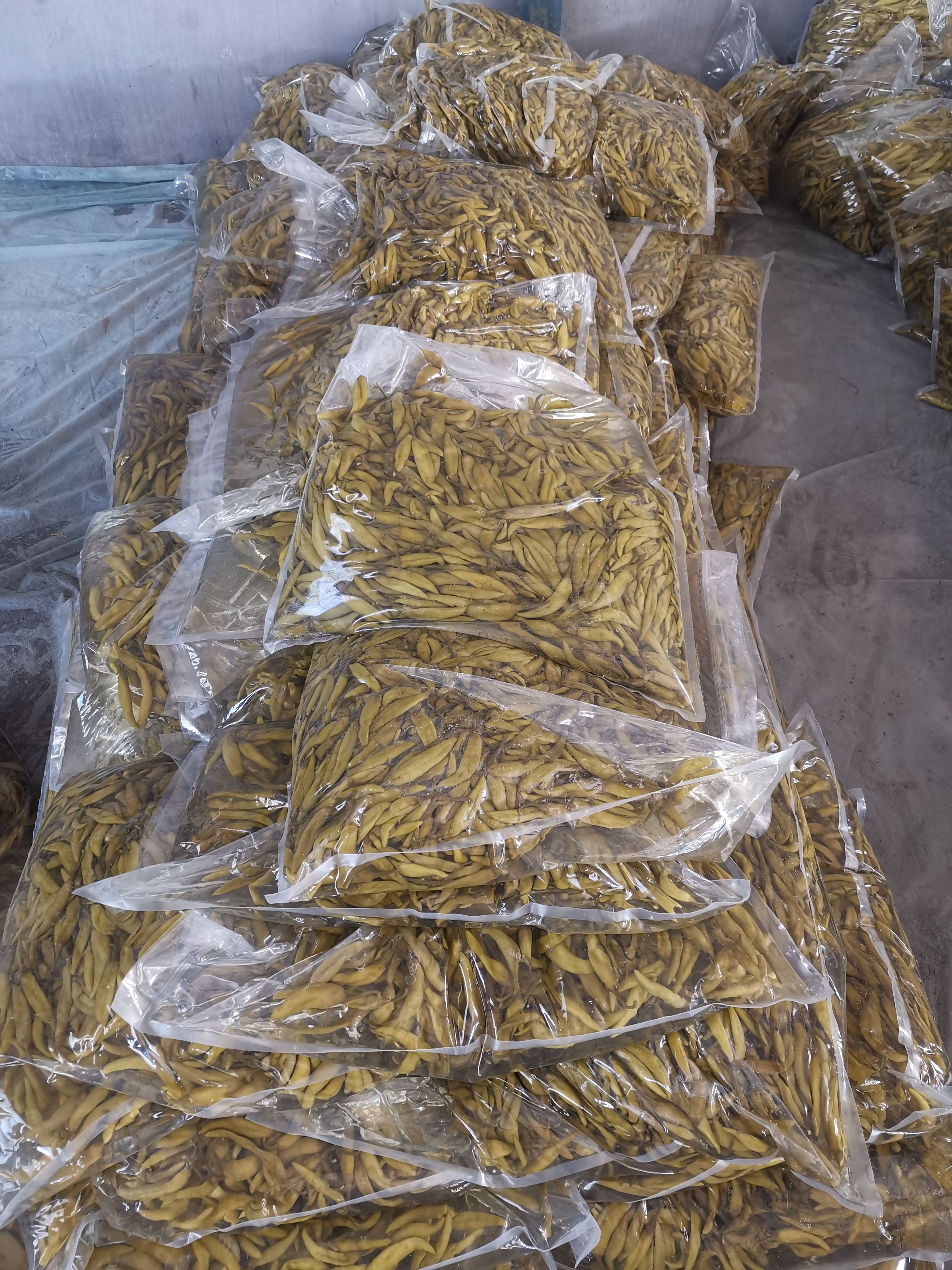 腌制辣椒泡椒腌制杭椒腌制青阳出口辣椒酸甜口味