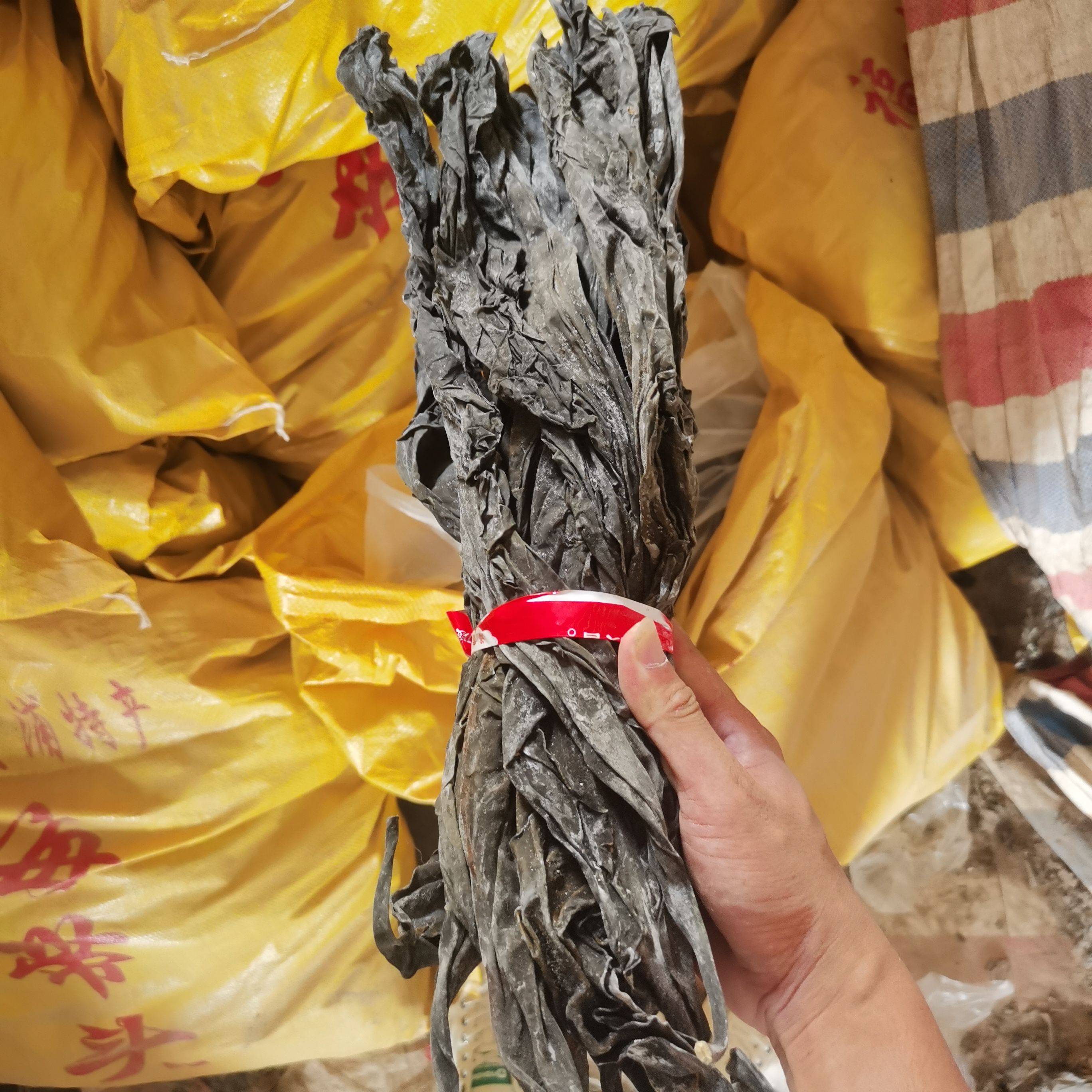 {产地直销} 福建霞浦精品 干海带 海带头  源头产地批发，