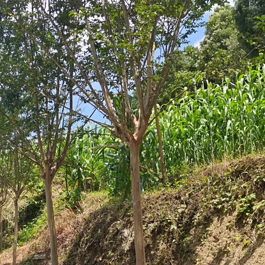 余庆县8公分紫薇（苗圃直供，价格实惠）