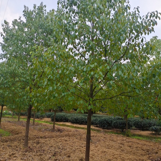 余庆县8公分香樟（苗圃直供，价格实惠）